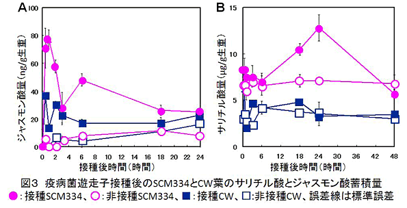 図3 疫病菌遊走子摂取後のSCM334とCW葉のサリチル酸とジャスモン酸蓄積量