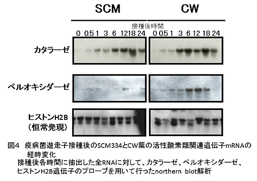 図3 疫病菌遊走子摂取後のSCM334とCW葉の活性酸素類関連遺伝子mRNAの経時変化