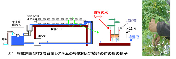 図1 根域制限NFT2次育苗システムの模式図と定植時の苗の根の様子