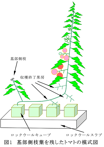 図1 基部側枝葉を残したトマトの模式図