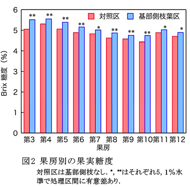 図2 果房別の果実糖度対照区は基部側枝なし.*,**はそれぞれ5,1%水準で処理区間に有意差あり.