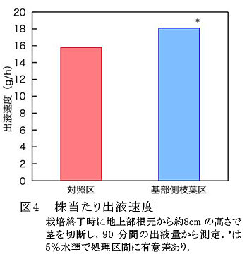 図4 株当たり出液速度栽培終了時に地上部根元から約8cmの高さで茎を切断し,90分間の出液量から測定.*は5%水準で処理区間に有意差あり.