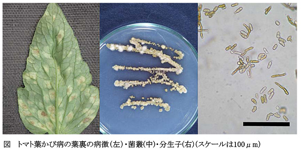 図 トマト葉かび病の葉裏の病徴(左)・菌叢(中)・分生子(右)(スケールは100μm)