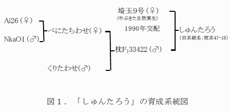 図1 「枕系47-18」の育成系統図