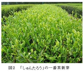 図2 「枕系47-18」の一番茶新芽