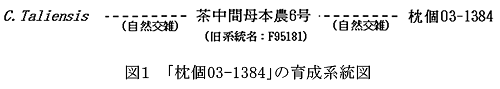 図1 「枕個03-1384」の育成系統図