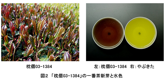 図2 「枕個03-1384」の一番茶新芽と水色