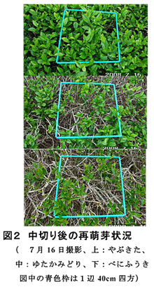 図2 中切り後の再萌芽状況(7月16日撮影、上:やぶきた、中:ゆたかみどり、下:べにふうき図中の青色枠は1辺40cm四方)