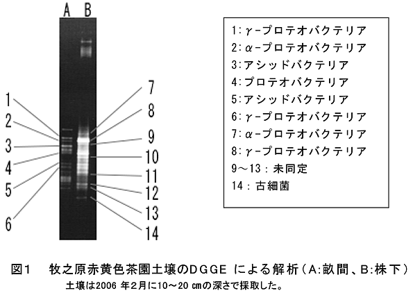 図1 牧之原赤黄色茶園土壌のDGGEによる解析(A:畝間、B:株下) 土壌は2006年2月に10～20cmの深さで採取した。