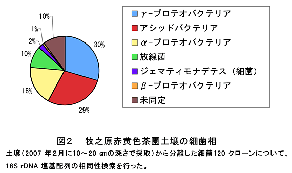 図2 牧之原赤黄色茶園土壌の細菌相 土壌(2007年2月に10～20cmの深さで採取)から分離した細菌120クローンについて、16S rDNA塩基配列の相同性検索を行った。