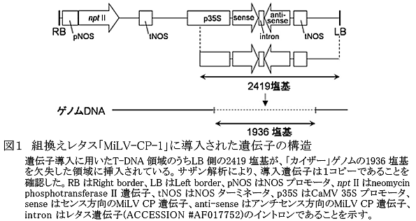 図1 組換えレタス「MiLV-CP-1」に導入された遺伝子の構造