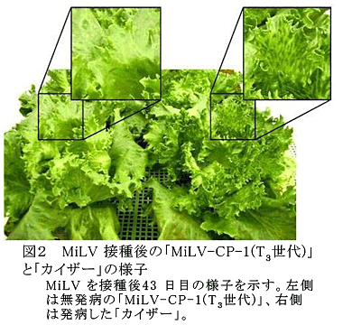 図2 MiLV接種後の「MiLV-CP-1(T3世代)」と「カイザー」の様子