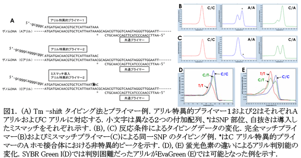 図1 (A) Tm -shiftタイピング法とプライマー例.アリル特異的プライマー1および2はそれぞれAアリルおよびCアリルに対応する.小文字は異なる2つの付加配列、*はSNP部位、白抜きは導入したミスマッチをそれぞれ示す.(B), (C) 反応条件によるタイピングデータの変化.完全マッチプライマー(B)およびミスマッチプライマー(C)による同一SNPのタイピング例.*はCアリル特異的プライマーのAホモ接合体における非特異的ピークを示す.(D), (E) 蛍光色素の違いによるアリル判別能の変化.SYBR Green I(D)では判別困難だったアリルがEvaGreen (E)では可能となった例を示す.