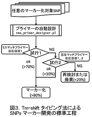 図3 Tm-shiftタイピング法によるSNPsマーカー開発の標準工程