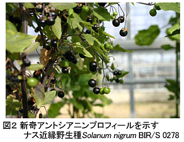 図2 新奇アントシアニンプロフィールを示すナス近縁野生種Solanum nigrum BIR/S 0278