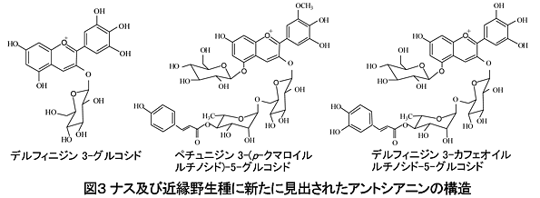 図3 ナス及び近縁野生種に新たに見出されたアントシアニンの構造