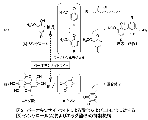 図2 パーオキシナイトライトによる酸化およびニトロ化に対する[6]-ジンゲロール(A)およびエラグ酸(B)の抑制機構