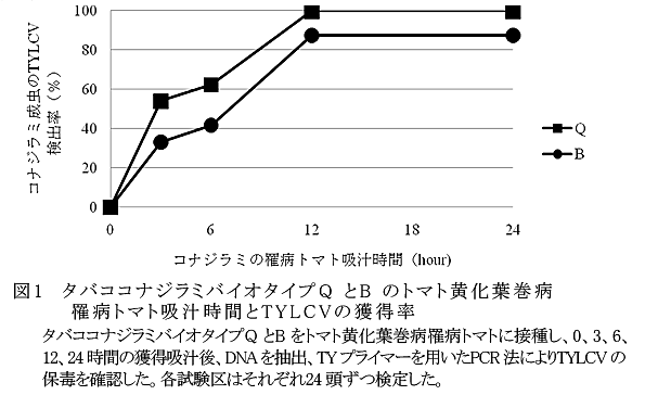 図1 タバココナジラミバイオタイプQとBのトマト黄化葉巻病罹病トマト吸汁時間とTYLCVの獲得率