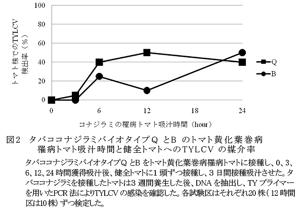 図2 タバココナジラミバイオタイプQとBのトマト黄化葉巻病罹病トマト吸汁時間と健全トマトへのTYLCVの媒介率