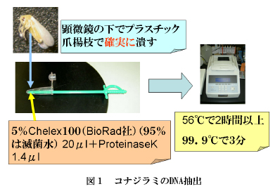 図1 コナジラミのDNA抽出