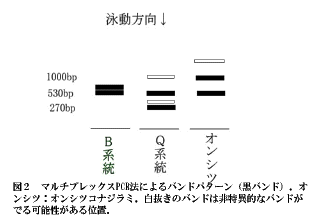 図2 マルチプレックスPCR法によるバンドパターン(黒バンド)