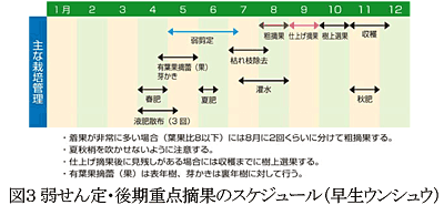 図3 弱せん定・後期重点摘果のスケジュール(早生ウンシュウ)