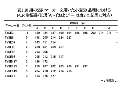 表1  10組のSSRマーカーを用いた小麦58品種におけるPCR増幅長(記号'A～J'および'-'は表2の記号に対応)表