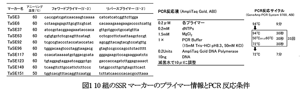 図1  10組のSSRマーカーのプライマー情報とPCR反応条件