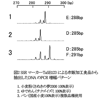 図2  SSRマーカーTaSE123による市販加工食品から抽出したDNAのPCR増幅パターン