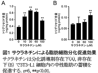 図1 サクラネチンによる脂肪細胞分化促進効果