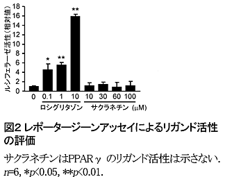 図2 レポータージーンアッセイによるリガンド活性の評価