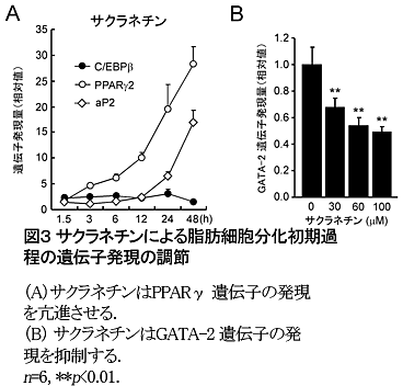 図3 サクラネチンによる脂肪細胞分化初期過程の遺伝子発現の調節
