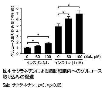 図4 サクラネチンによる脂肪細胞内へのグルコース取り込みの促進