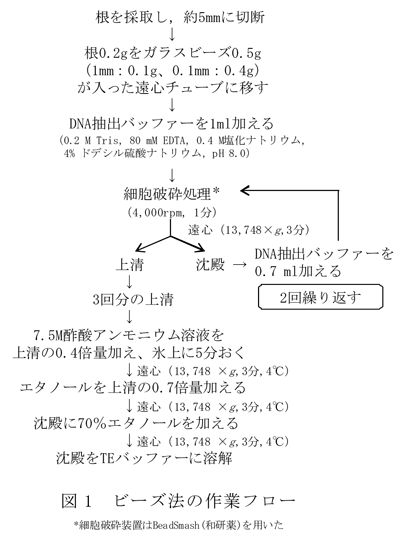 図1 ビーズ法の作業フロー