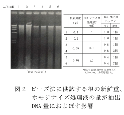 図2 ビーズ法に供試する根の新鮮重、ホモジナイズ処理液の量が抽出DNA 量におよぼす影響