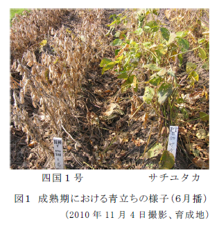 図1 成熟期における青立ちの様子(6月播) (2010 年11 月4 日撮影、育成地)