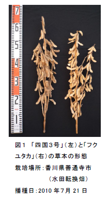 図1 「四国3号」(左) と「フク ユタカ」(右)の草本の形態