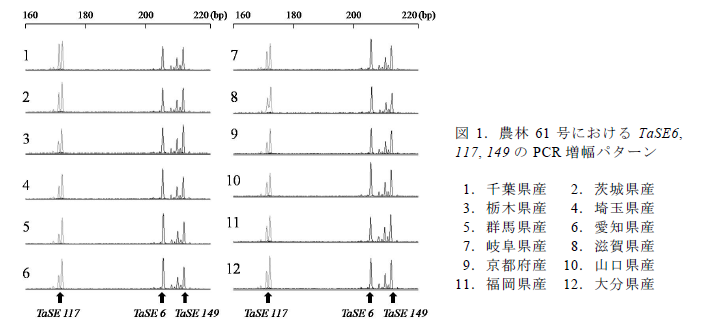 図1.農林61 号におけるTaSE6, 117, 149 のPCR 増幅パターン