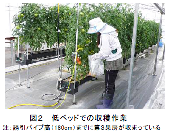 図2 低ベッドでの収穫作業 注:誘引パイプ高(180cm)までに第3果房が収まっている