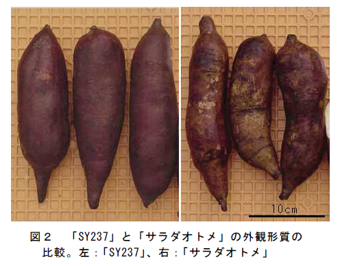 図2 「SY237」と「サラダオトメ」の外観形質の 比較。左:「SY237」、右:「サラダオトメ」