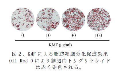 図2 .KMF による脂肪細胞分化促進効果 Oil Red O により細胞内トリグリセライド は赤く染色される。