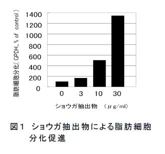 図1 ショウガ抽出物による脂肪細胞分化促進