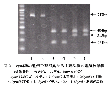 図2 rym5座の遺伝子型が異なる主要品種の電気泳動後