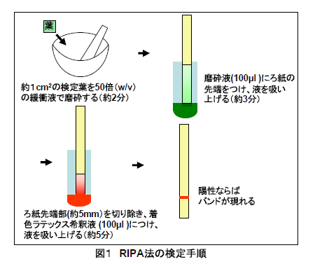 図1 RIPA法の検定手順