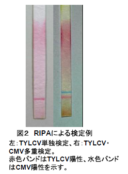 図2 RIPAによる検定例 左:TYLCV単独検定、右:TYLCV・ CMV多重検定。 赤色バンドはTYLCV陽性、水色バンド はCMV陽性を示す。