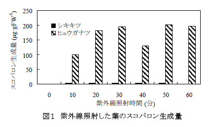 図1 紫外線照射した葉のスコパロン生成量