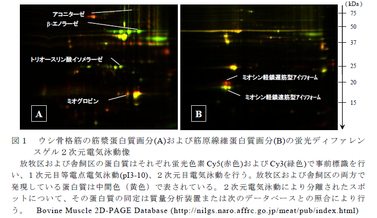 図1 ウシ骨格筋の筋漿蛋白質画分(A)および筋原線維蛋白質画分(B)の蛍光ディファレン スゲル2次元電気泳動像