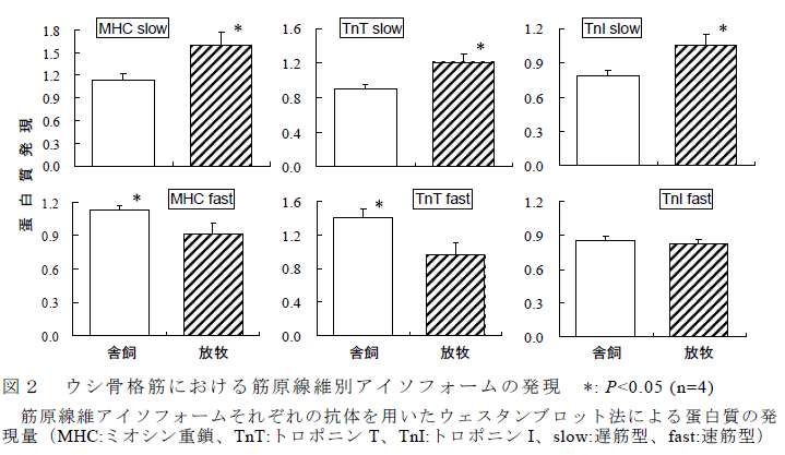 図2 ウシ骨格筋における筋原線維別アイソフォームの発現 * : P<0.05 (n=4)