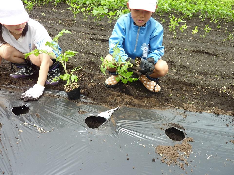 植付け