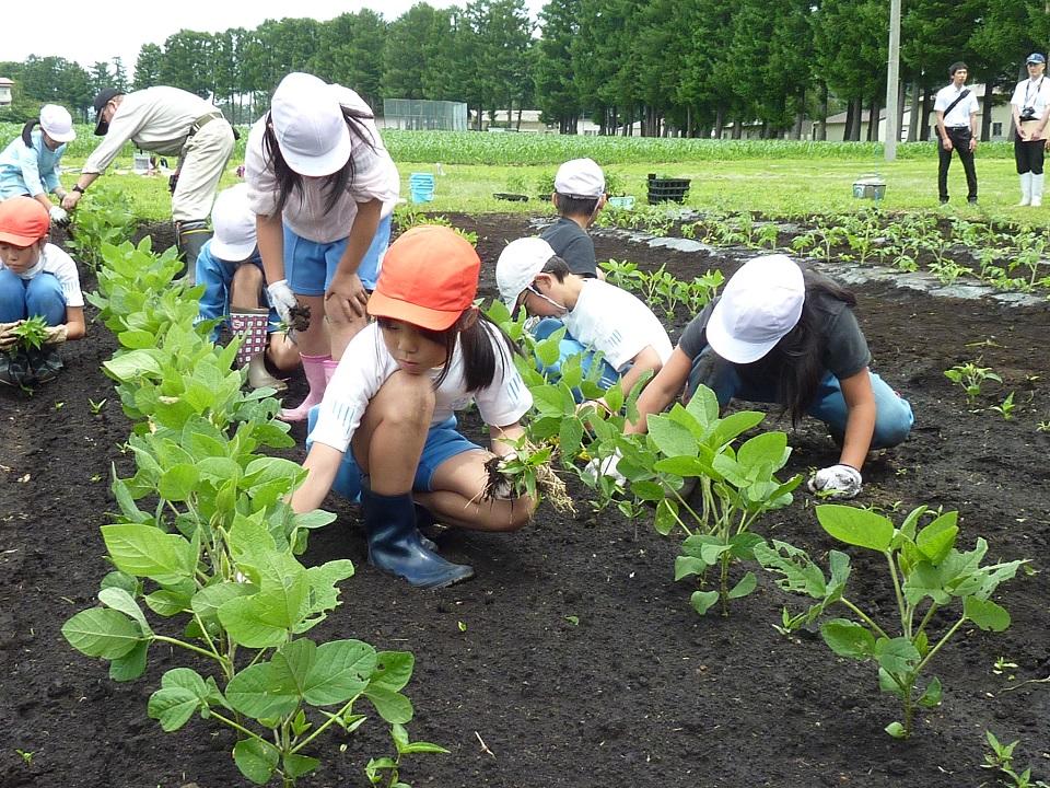 草取り